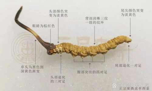 珍奥核酸胶囊老人购买事件后续-珍奥核酸胶囊的作用网 - 珍奥核酸胶囊真的能预防新冠吗,珍奥的核酸有那么神奇吗